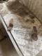 RANGE ROVER Classic 4 Door Tear Lower Tailgate Hinges As A Pair Rear