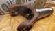 Splined end. Rear Range Rover Classic 1985 606652. Genuine Land Rover part